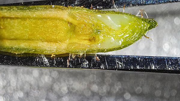 Psychotria cut tip