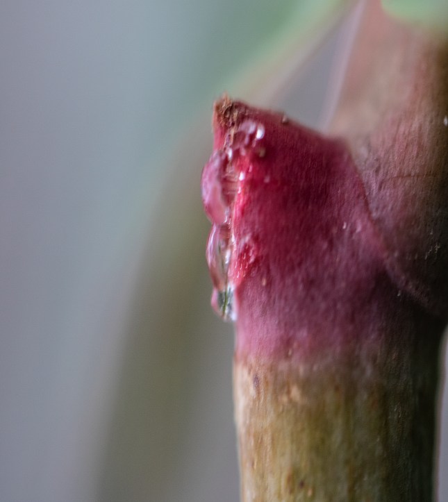 Seagrape bud