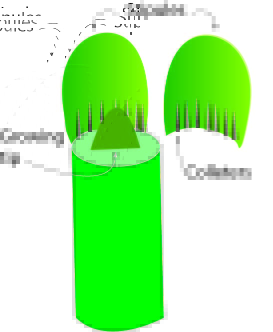 stipules opened with gradient