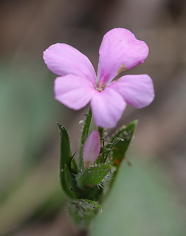 stenadrium flower oblique