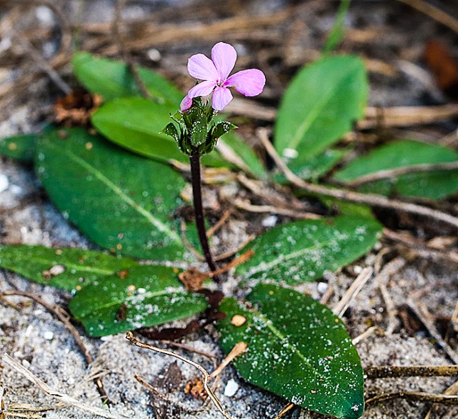 Stenandrium plant