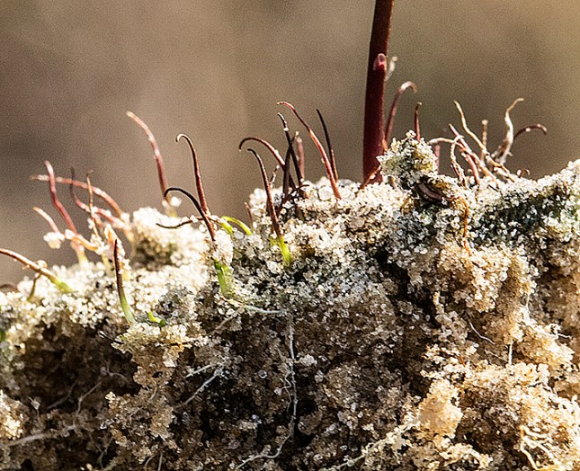 utricularia cornuta snorkel stems 1