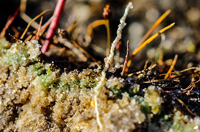 utricularia gtreen band