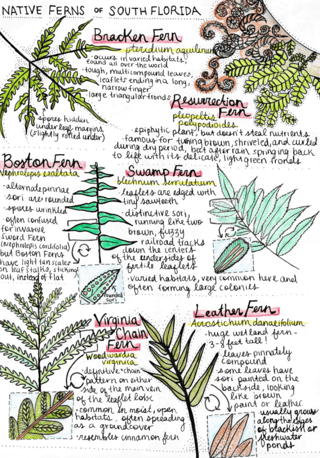 ferns Sydney Kenney