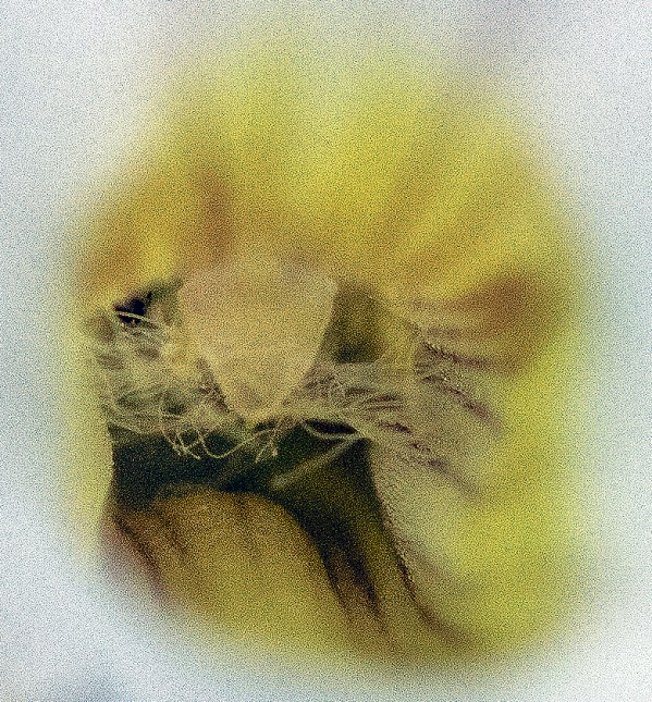 Gratiola downthroat3