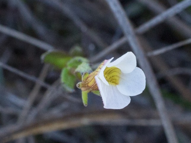 GRATIOLA RAMOSA 1