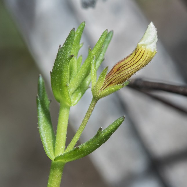gRATIOLA RAMOSA BUD