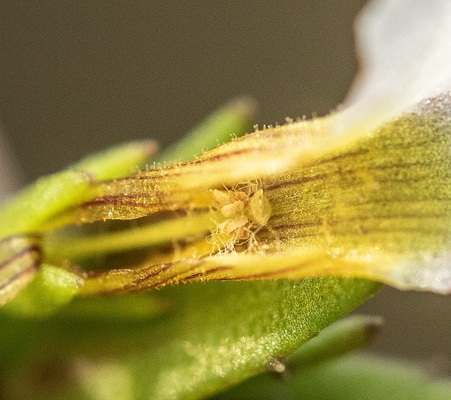 Gratiola stamens in fuzz1