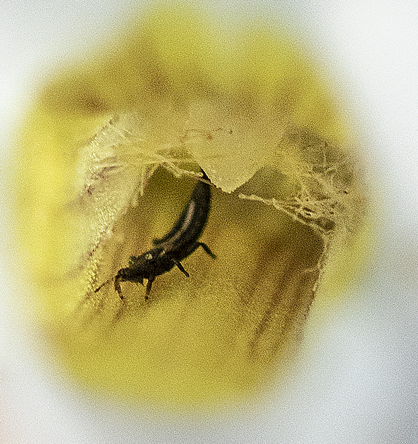 Gratiola thrips
