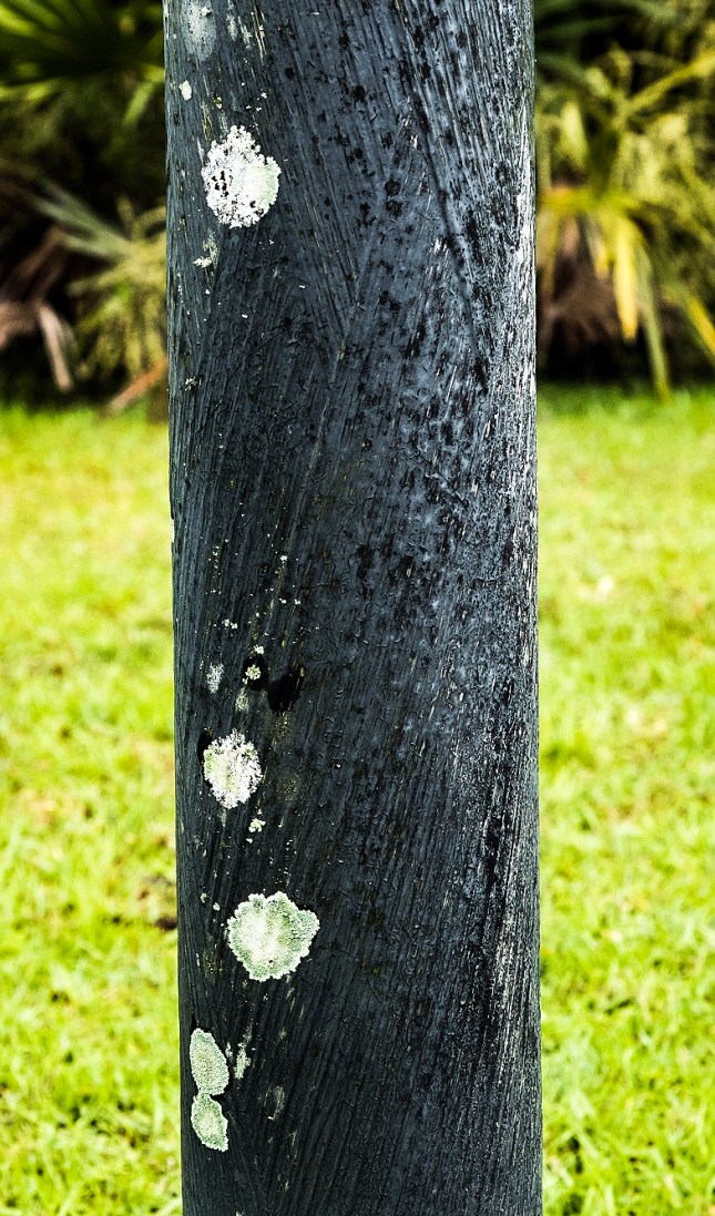 lichen1