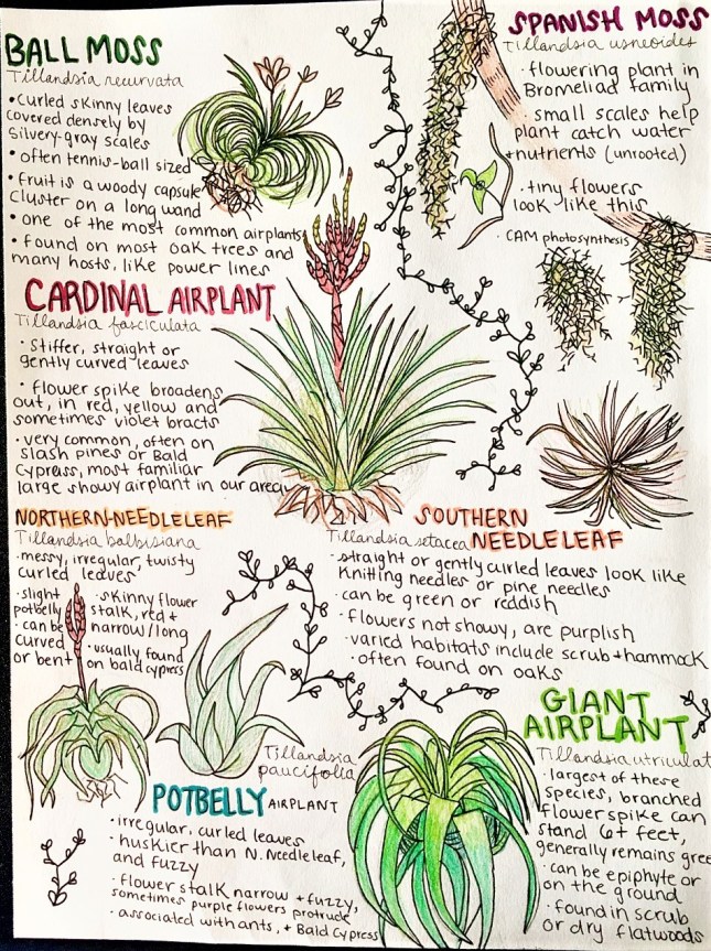 Native Airplants