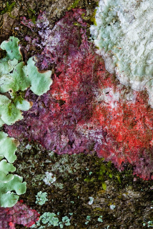red lichen