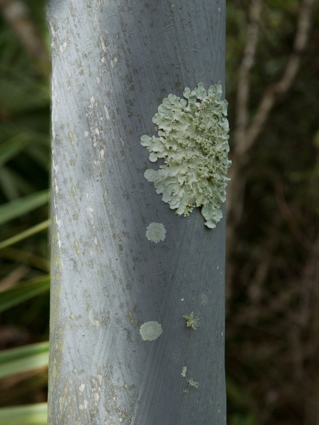 royal-oak-pole-1e_49753382123_o