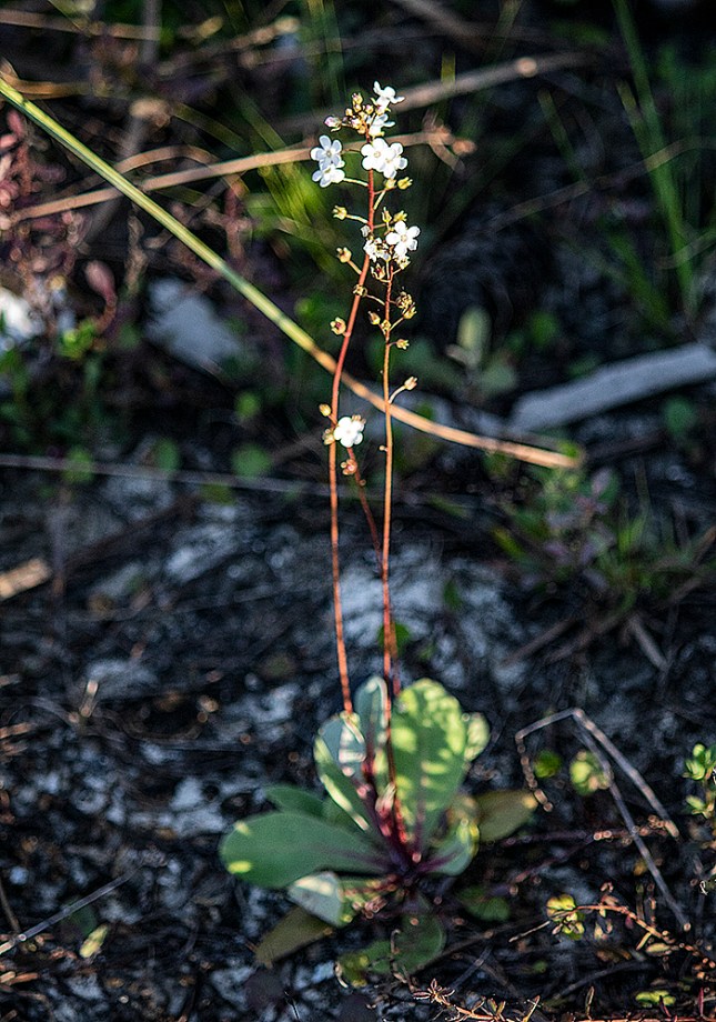 Samolus ebracteatus in dappled sun
