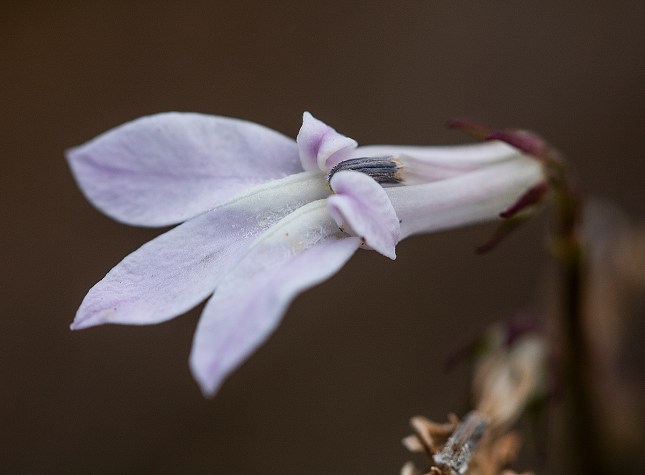 lobelia flower