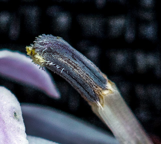 lobelia paludosa anther column close 1