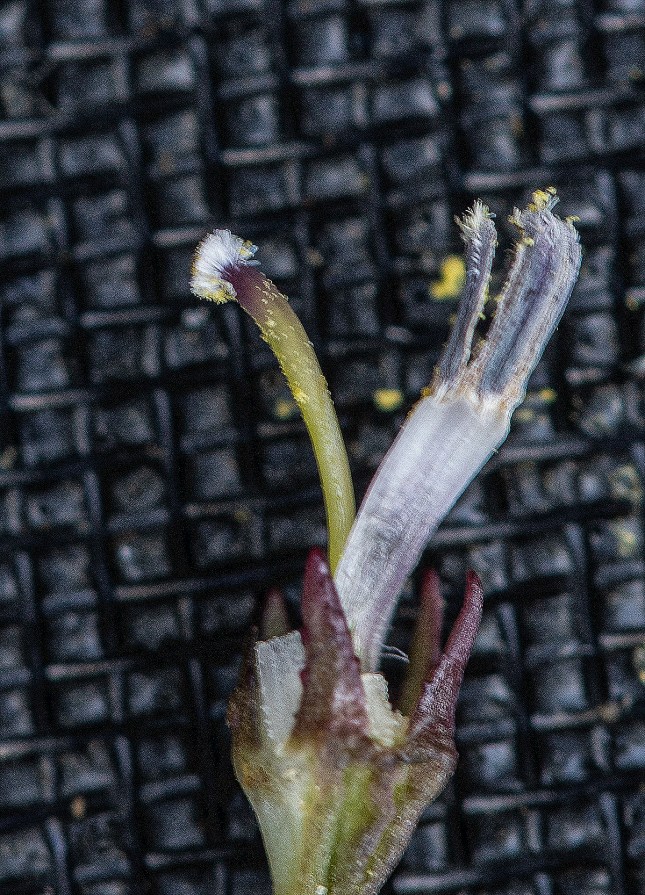 lobelia paludosa stigma 1