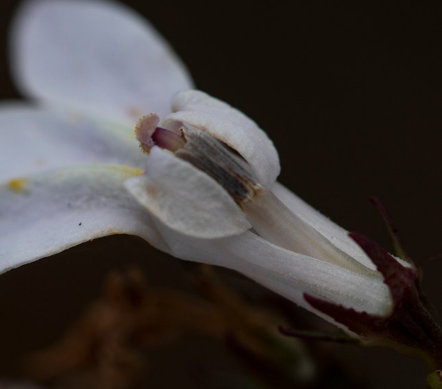 lobelia slit