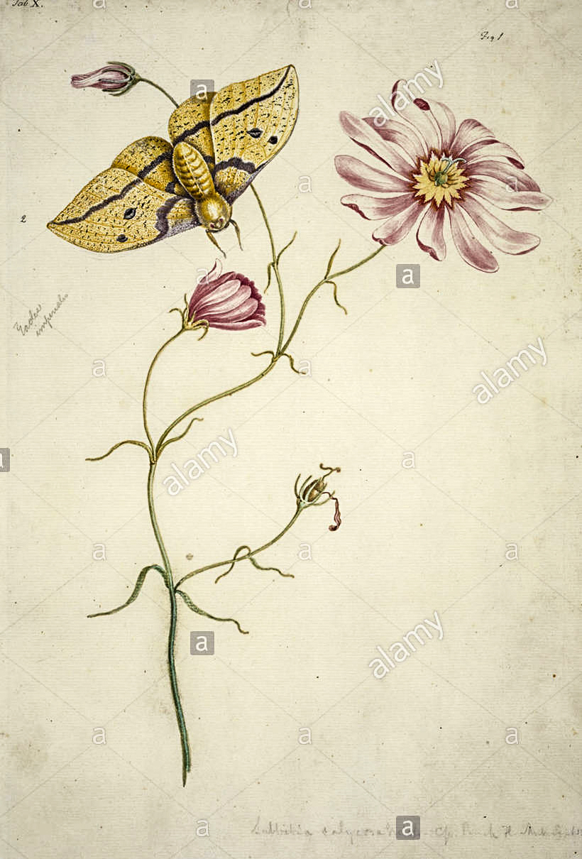 Sa atia drawing