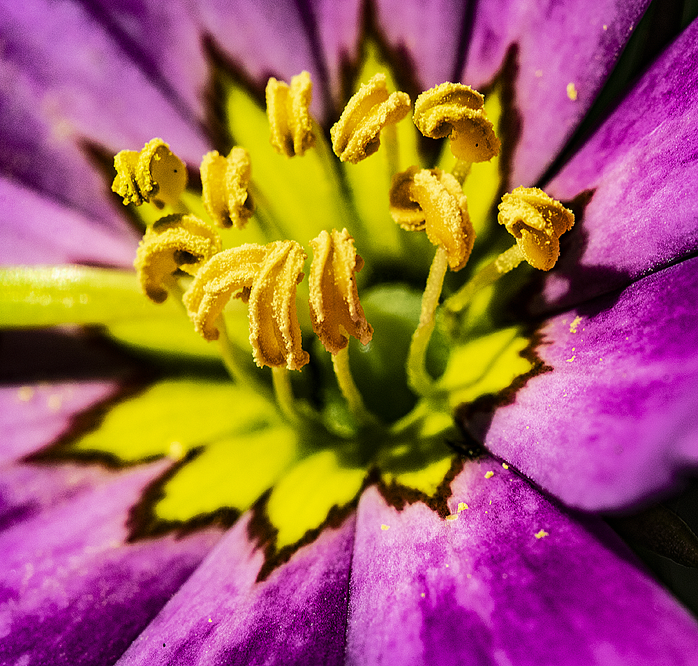 Sabatia anthres