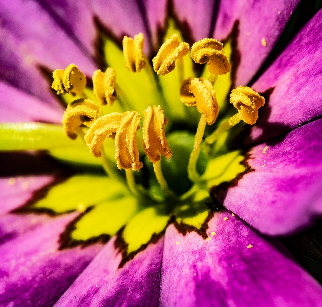 Sabatia anthres