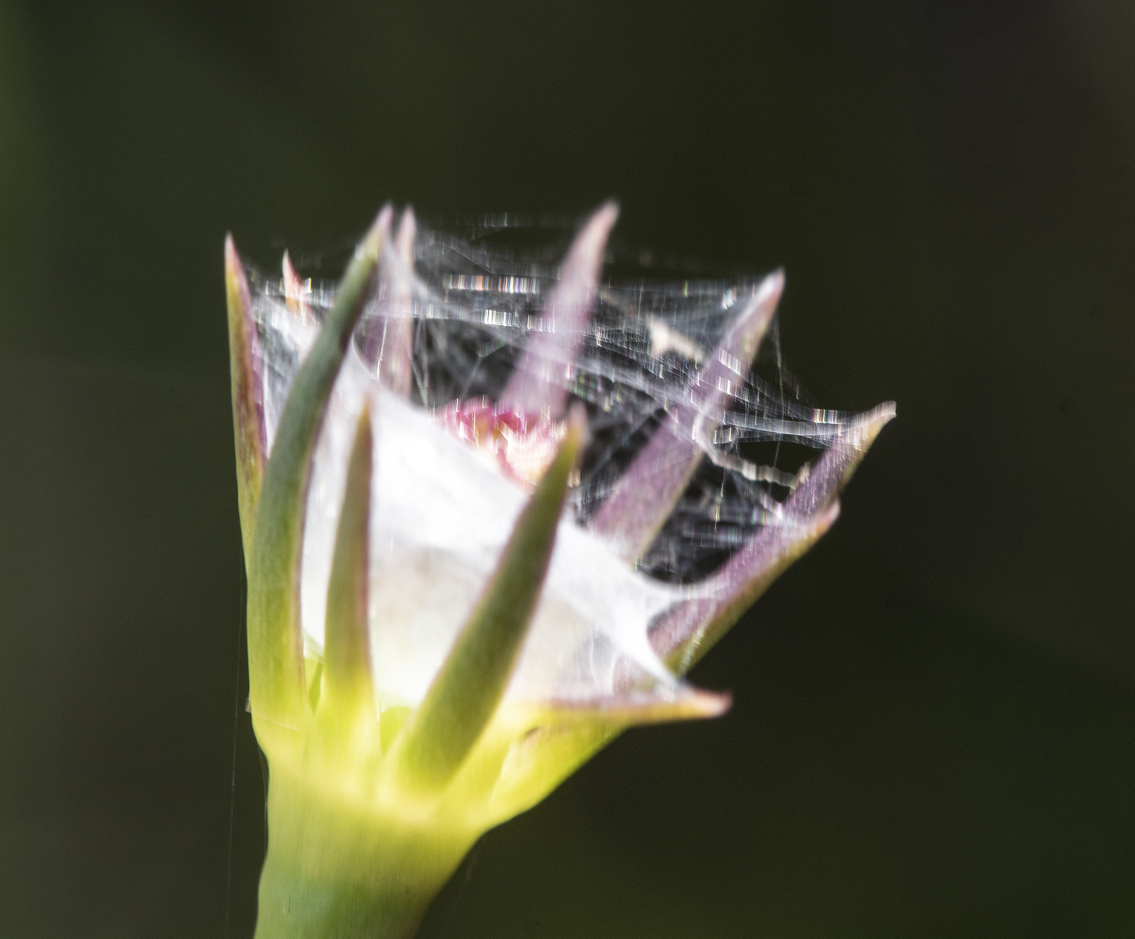sabatia bud
