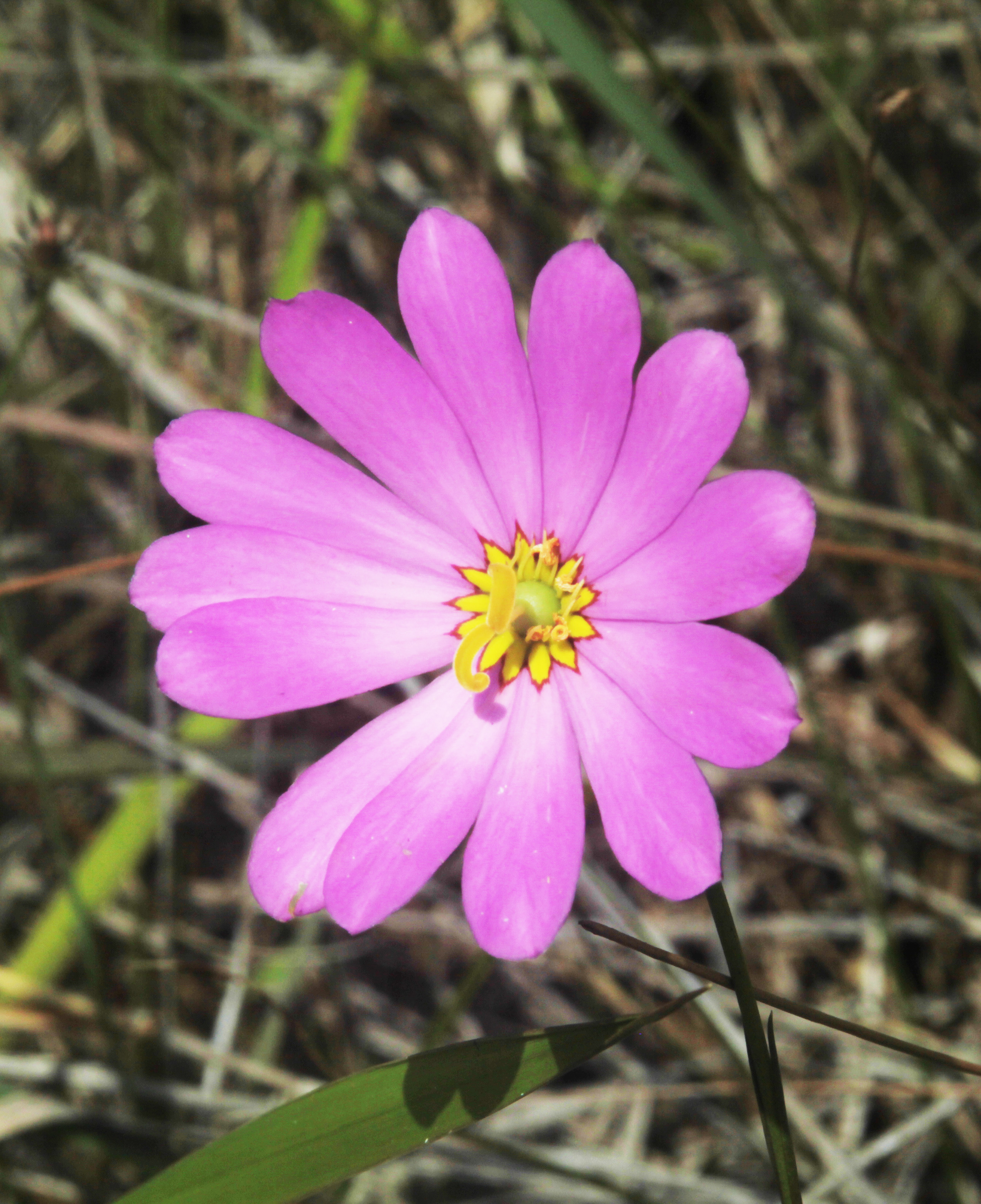 Sabatia fem ale phase JB