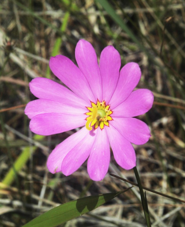 Sabatia fem ale phase JB