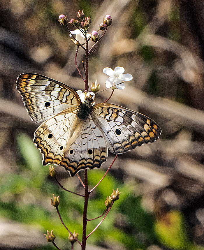 white peacock on samolus ebracteatus