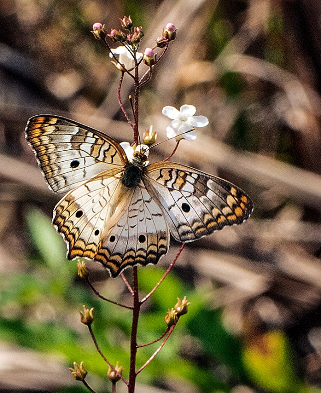 white peacock on samolus ebracteatus