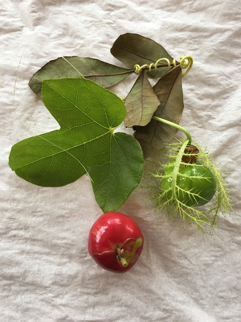 [assifora fruit