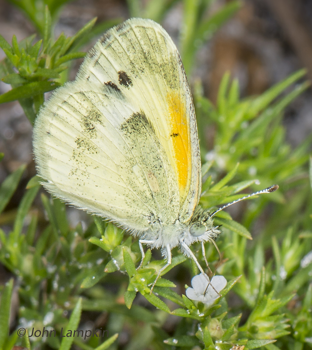 _DSC2935DaintySulphur-PolypremumProcumbens-Lampkin