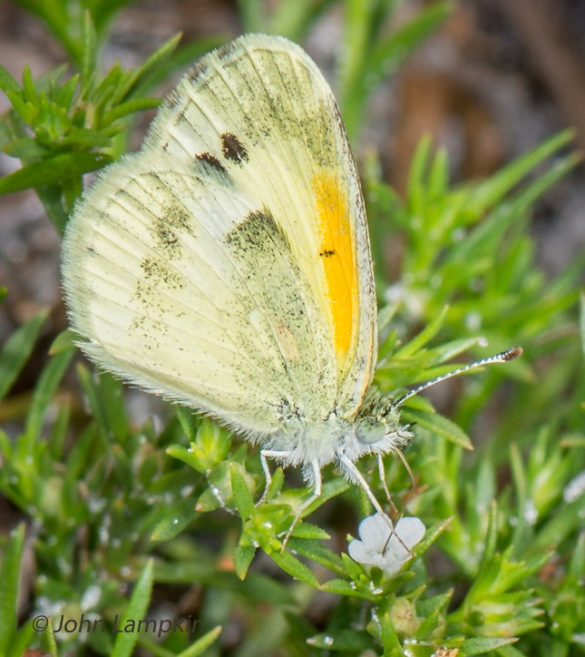 _DSC2935DaintySulphur-PolypremumProcumbens-Lampkin