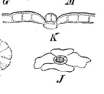 glands