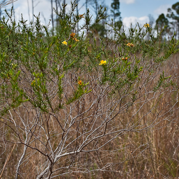 hyp fas bush