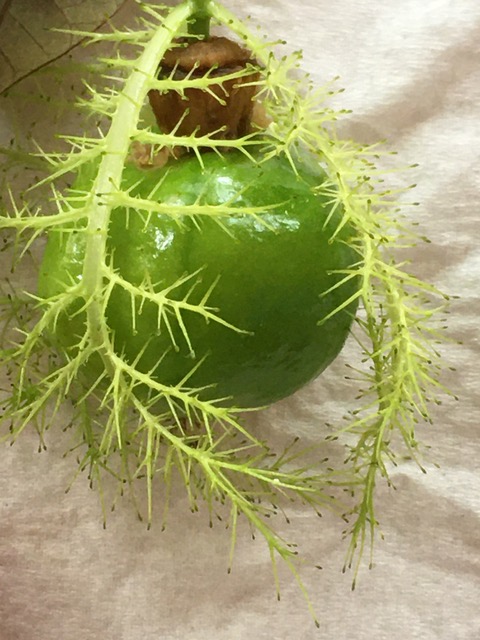 passiflora bracts wb