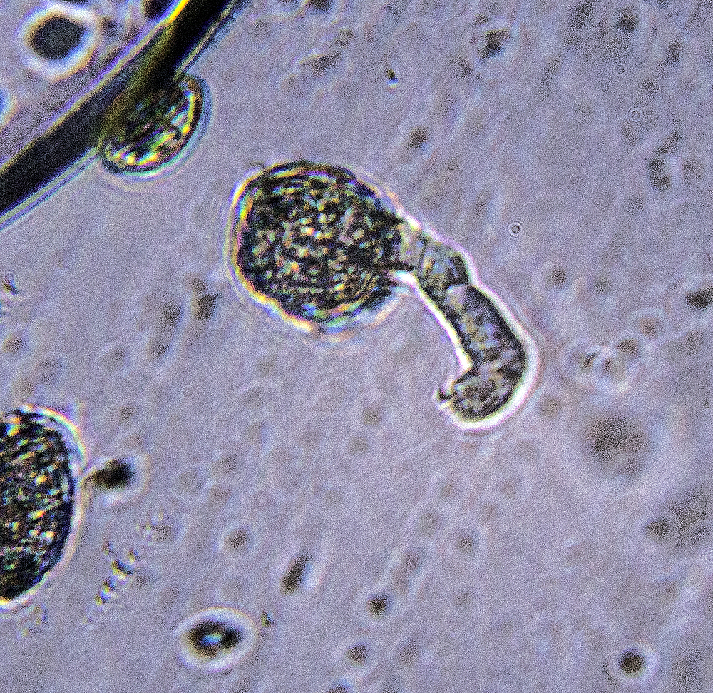 Polypremum pollen tube