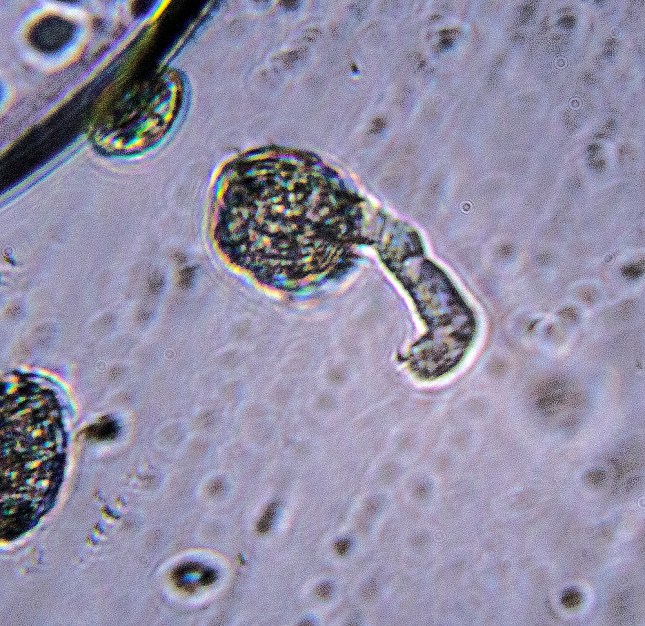 Polypremum pollen tube