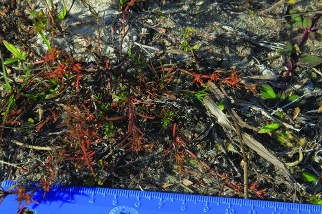 Polypremum procumbensTWO