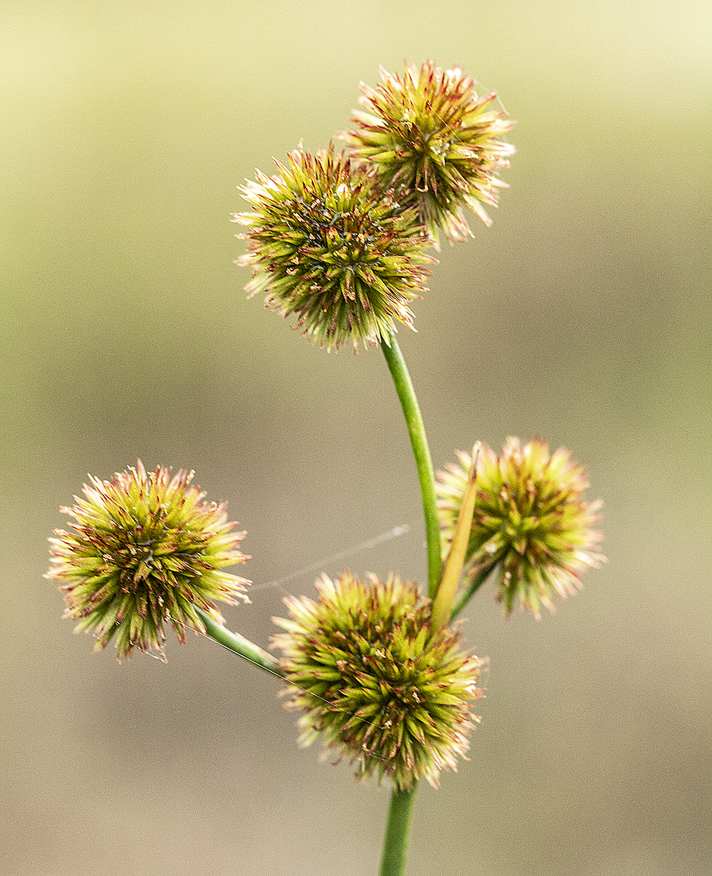 juncus heads