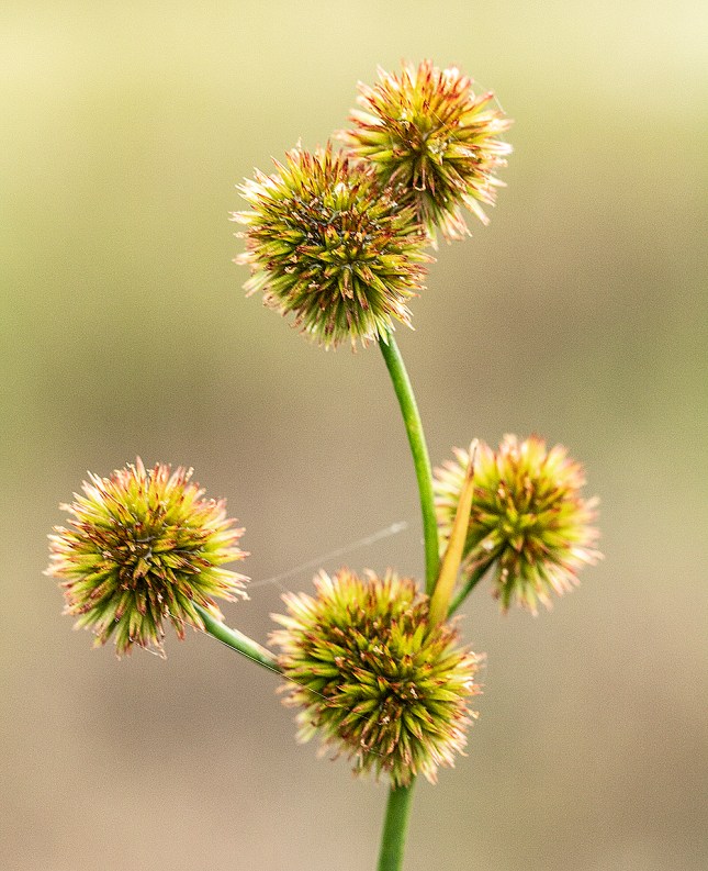 juncus heads