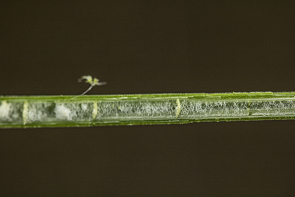 juncus leaf