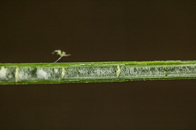 juncus leaf