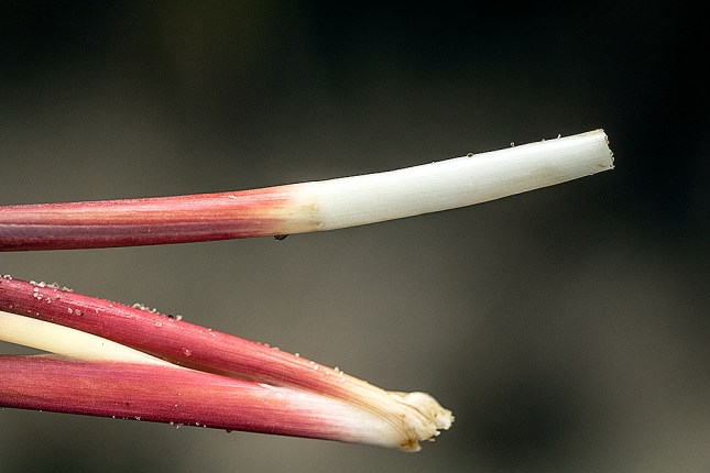 juncus red bases