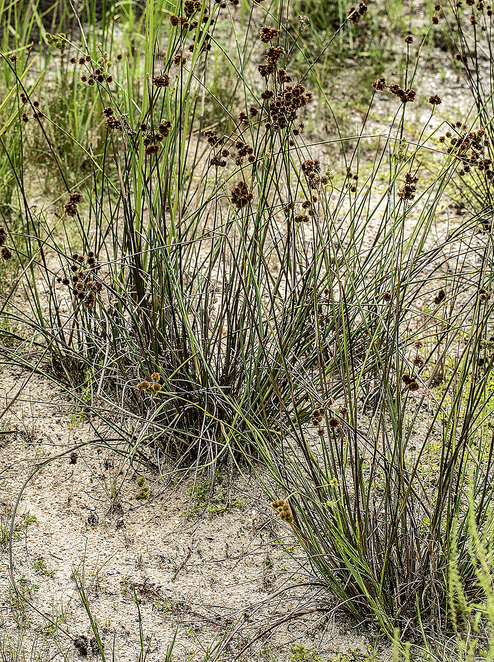 juncuswon sand