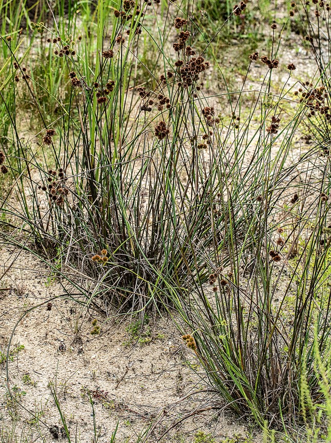 juncuswon sand