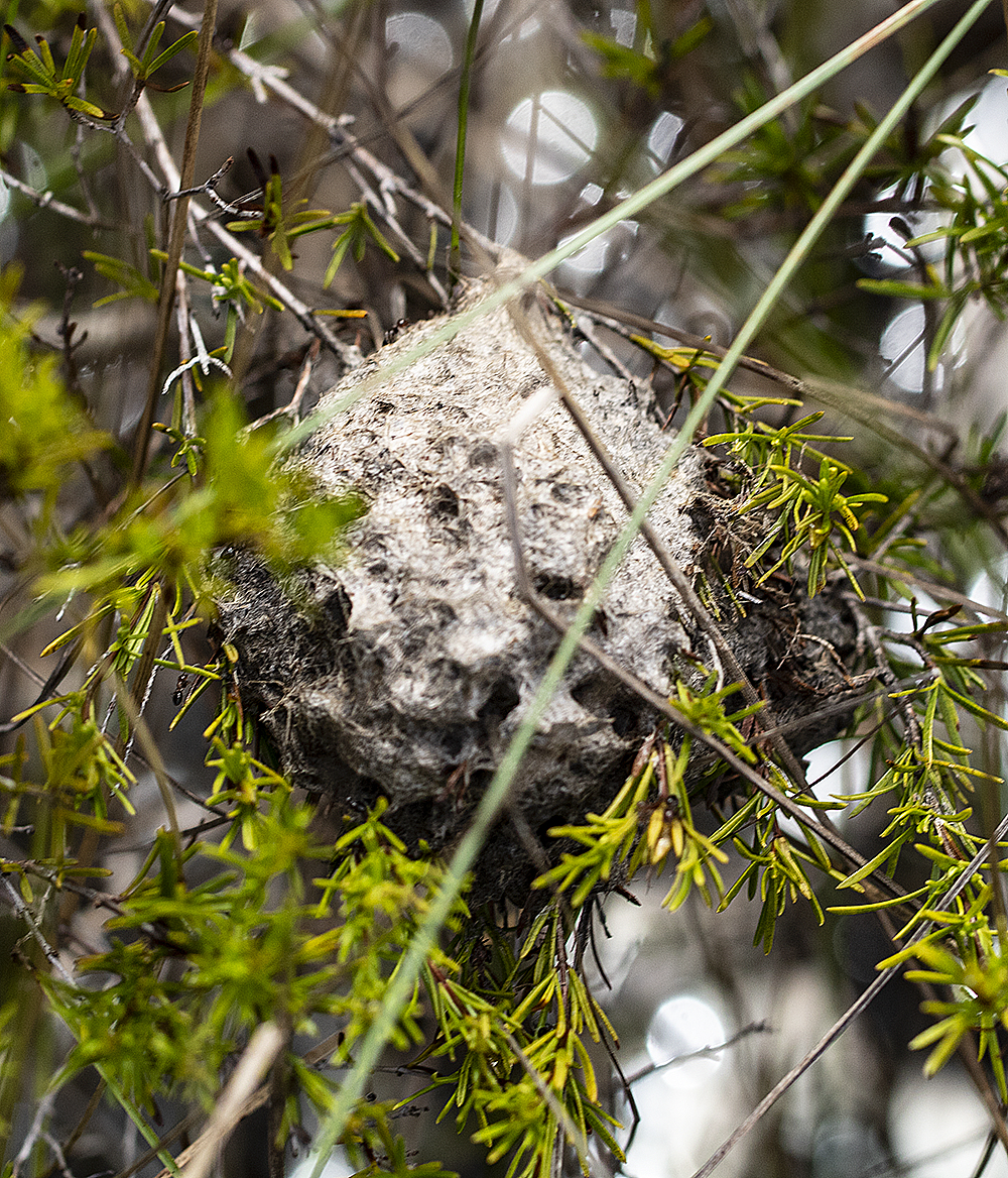 ant nest 2