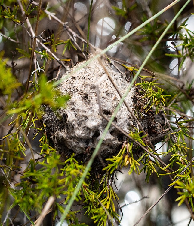 ant nest 2