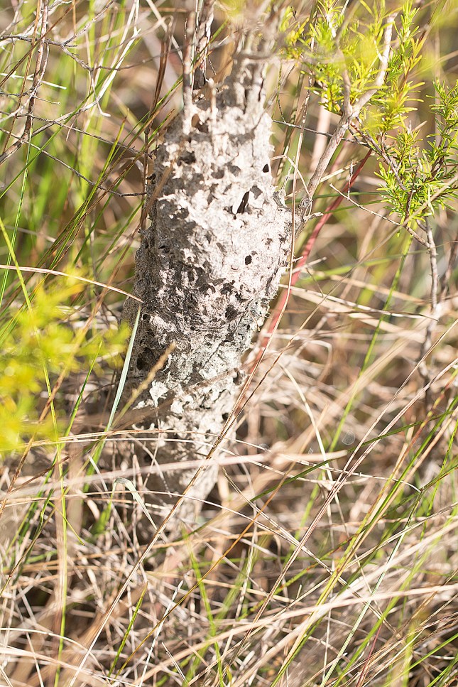 ant nest far