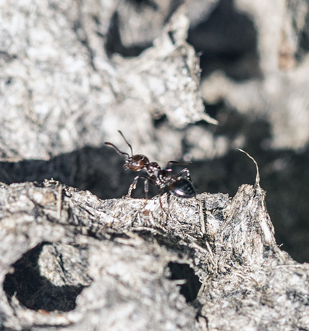 ant